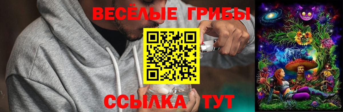 Псилоцибиновые грибы Psilocybe  Вход с VPN  Советск  Псилоцибиновые грибы прущие грибы 